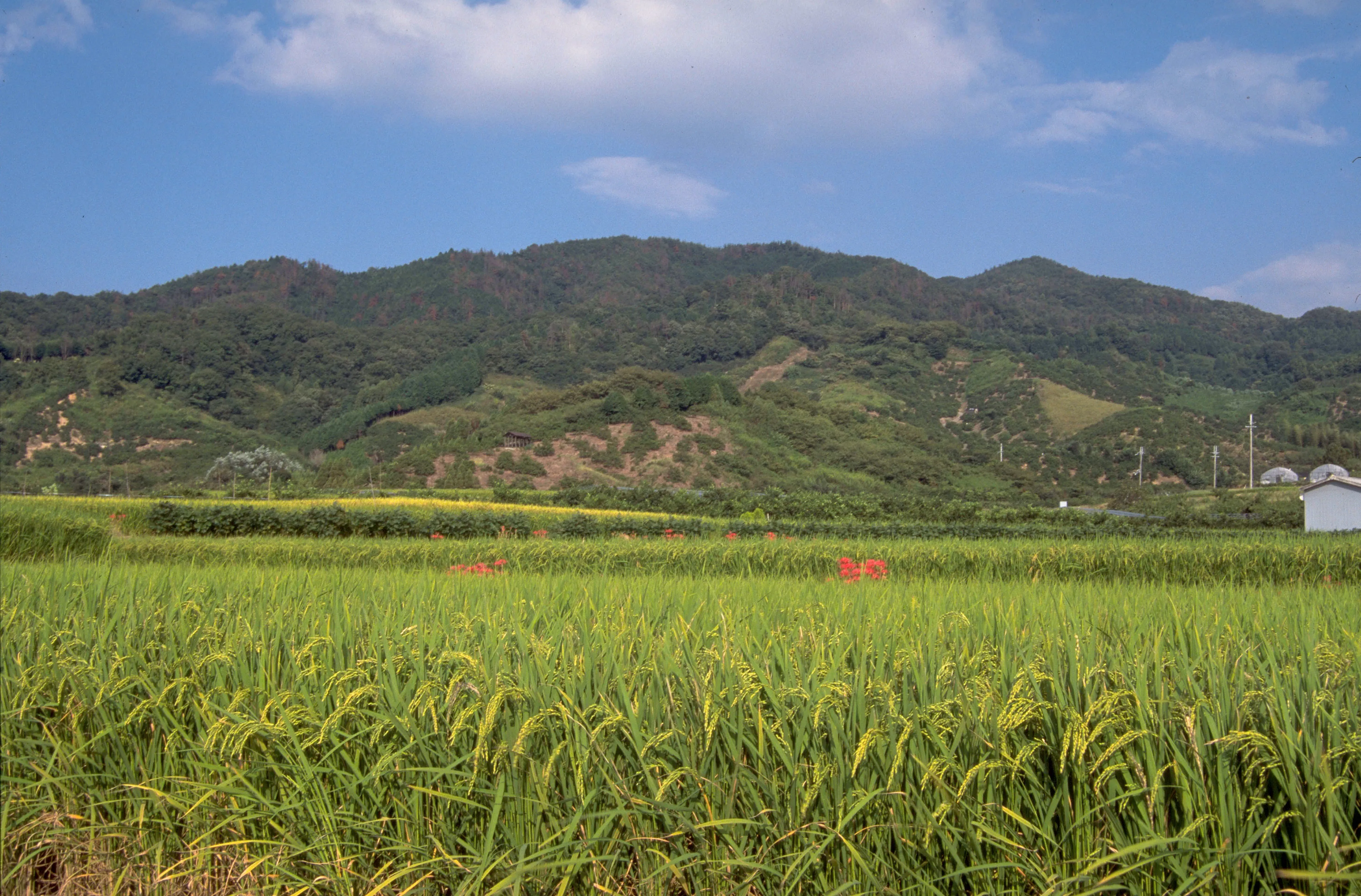 日本の里山の田園風景。