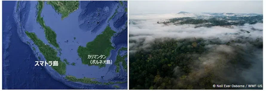 インドネシアスマトラ島