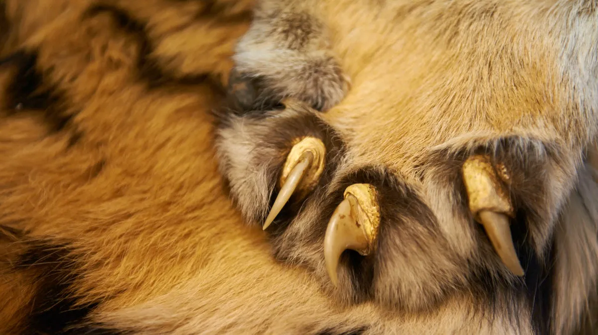 押収されたトラの毛皮