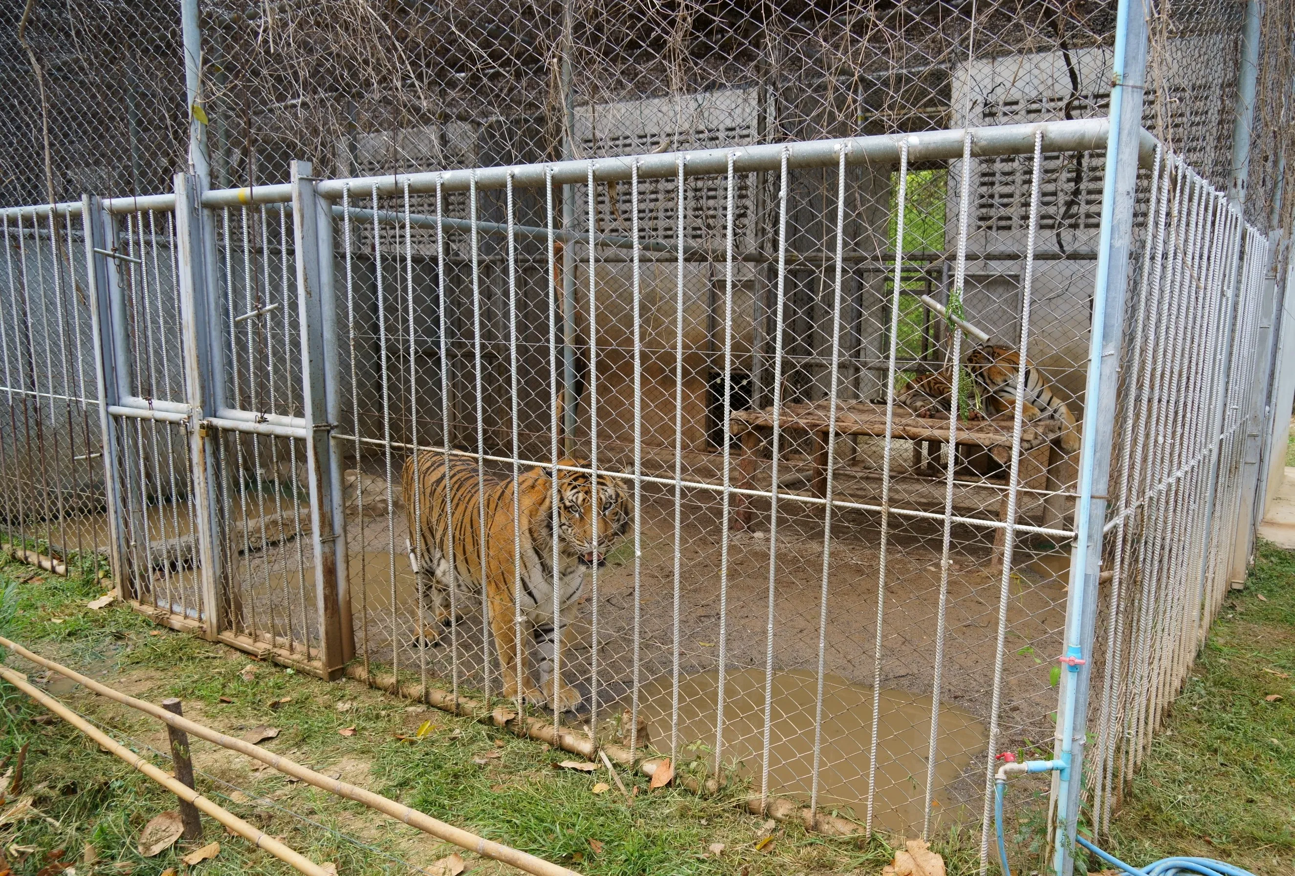 タイで飼育されていたトラ