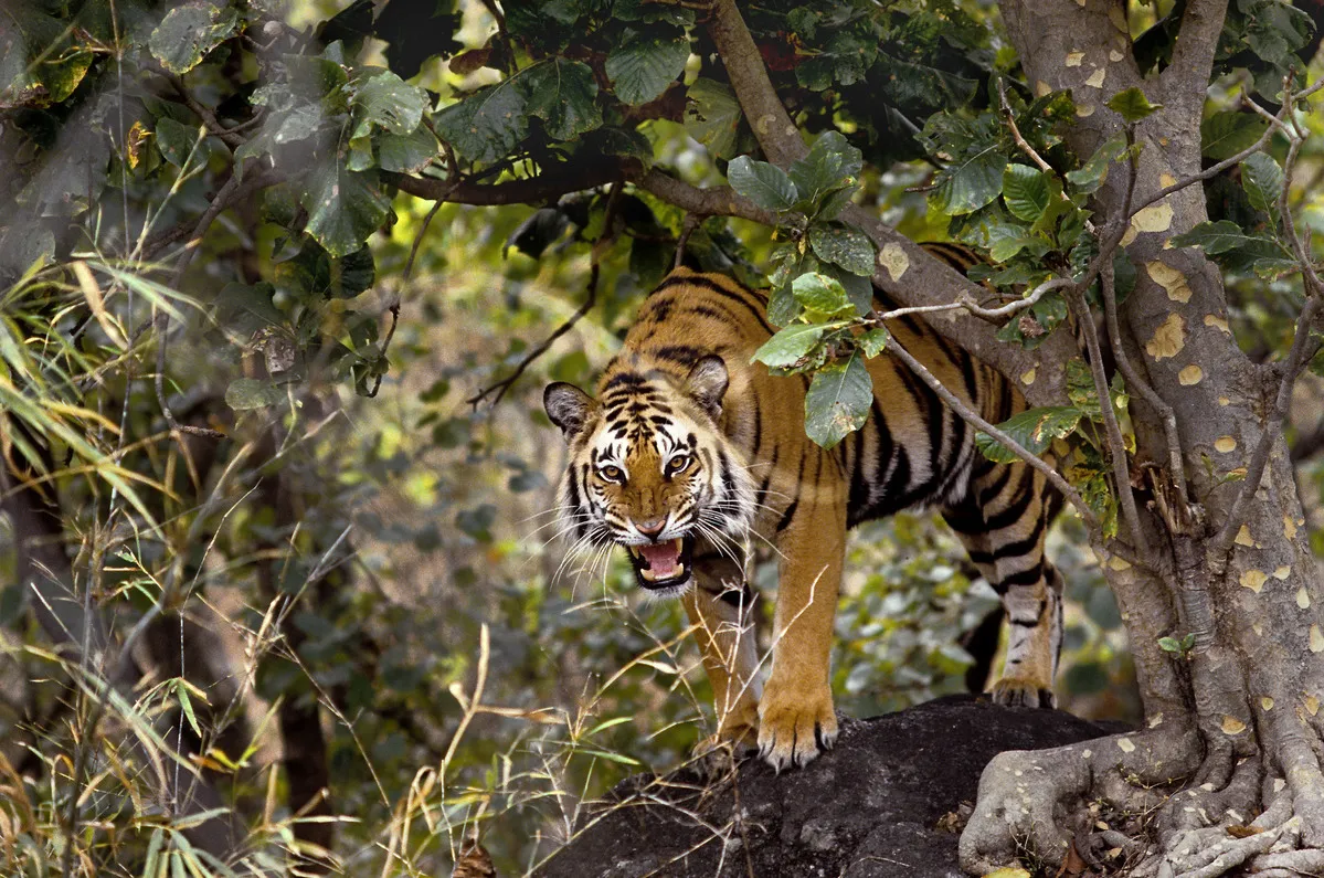 木陰に潜むベンガルトラ(インド)