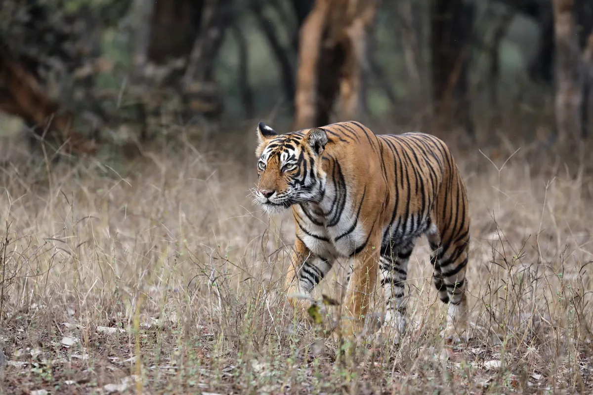 ベンガルトラ（インド）