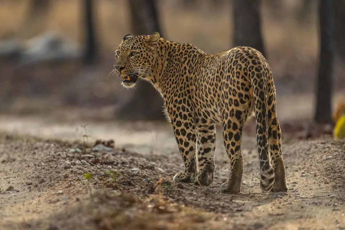 ヒョウ（インド）