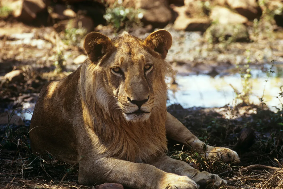 インドライオン（インド）