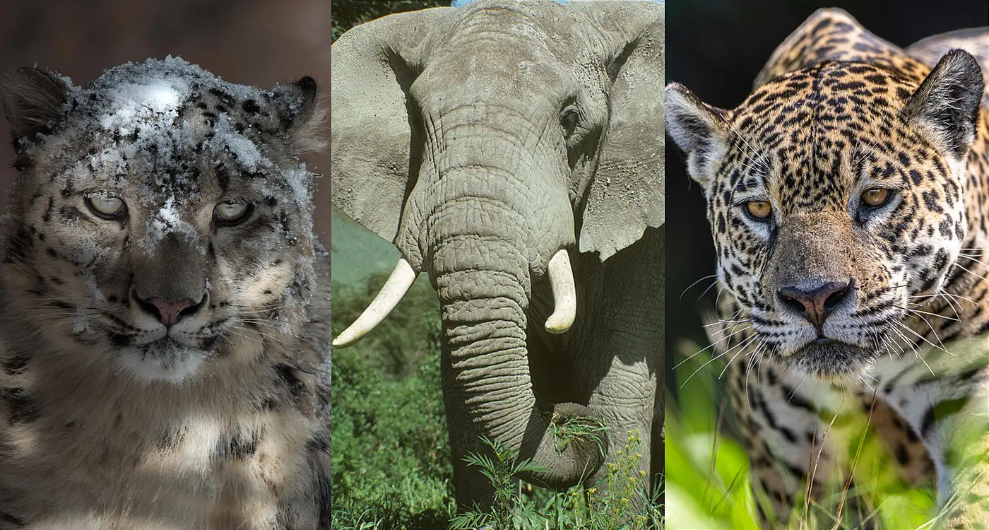 値引き相談OK】2014ザンビア共和国 絶滅危惧種保護シリーズ 10点 2014