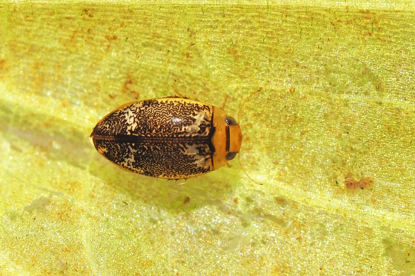 シャープツブゲンゴロウ（環境省レッドリスト・準絶滅危惧種）。今回のツアーでは、他にもオキナワスジゲンゴロウ（環境省レッドリスト・絶滅危惧II類）、ミナミツブゲンゴロウ、チビコツブゲンゴロウ、ツヤコツブゲンゴロウなど様々なゲンゴロウ類が観察されました。