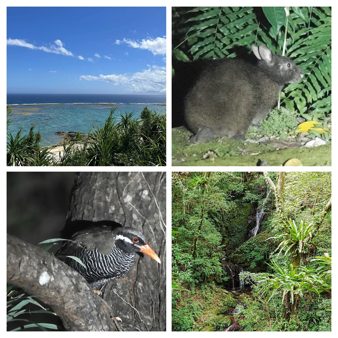 写真:井田徹治氏提供 奄美大島・やんばる地域の自然と生き物