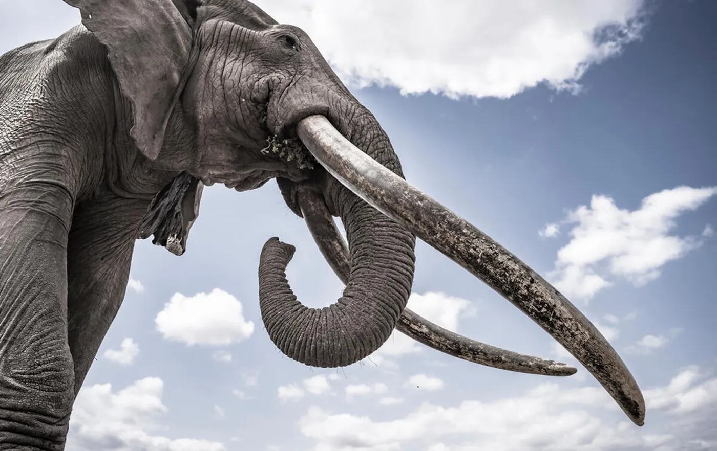 見事な牙を有するアフリカゾウ (Loxodonta africana)