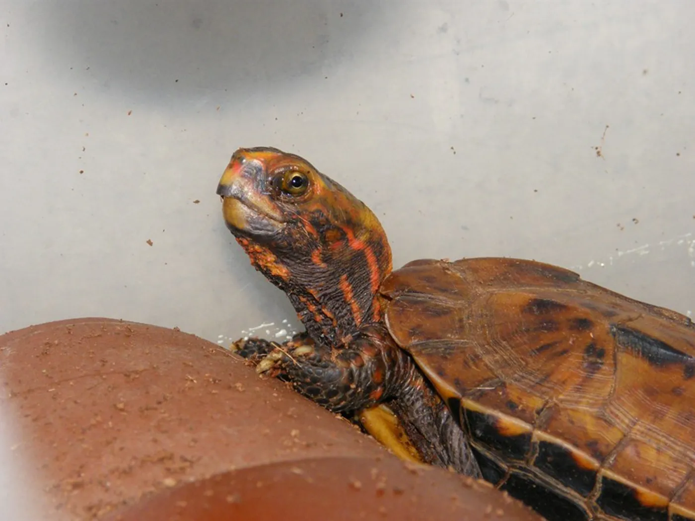 南西諸島固有種であるリュウキュウヤマガメ (Geoemyda japonica) の密輸未遂事件が今年10月起こりました。