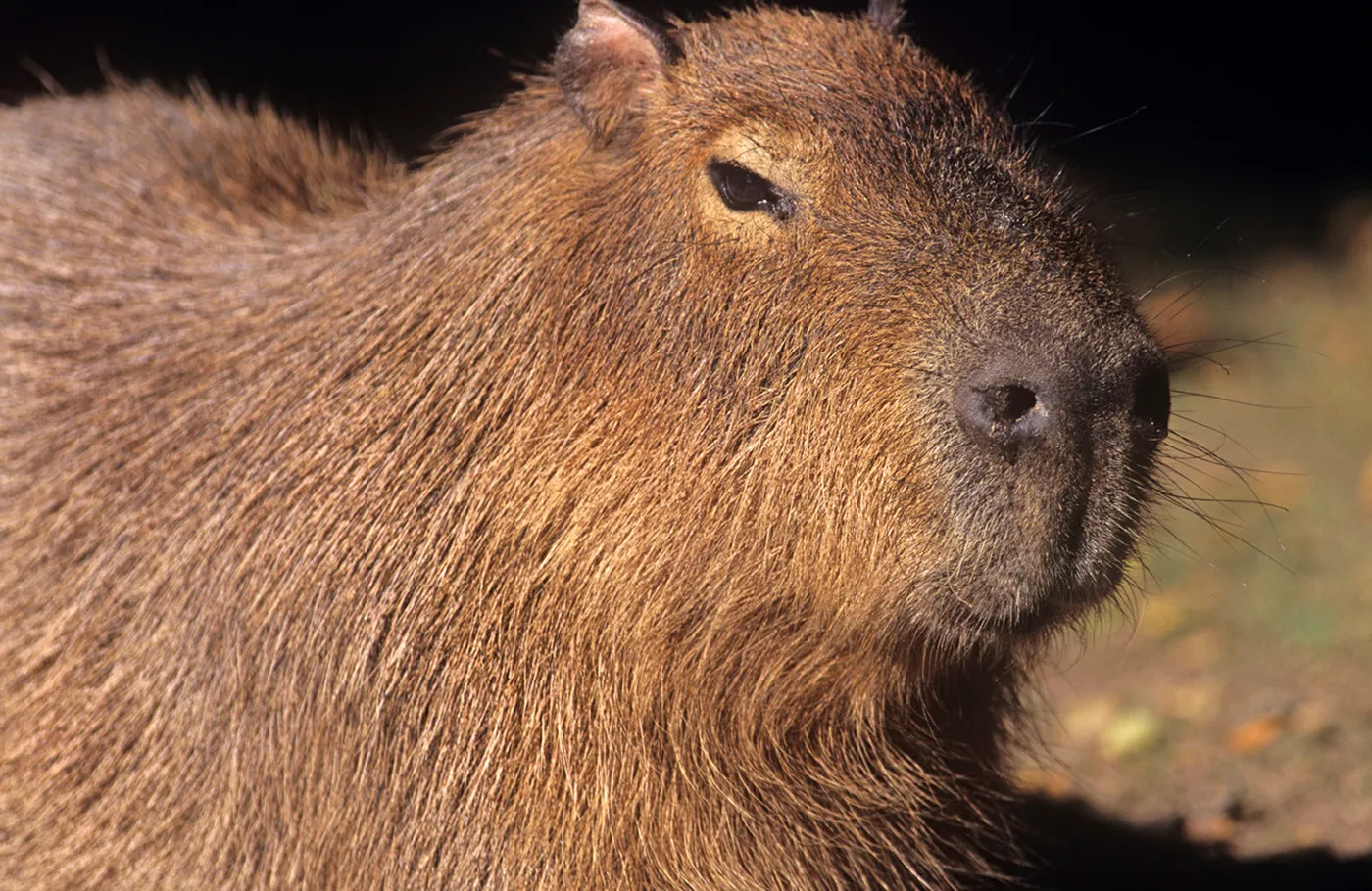 アニマルカフェでも人気のカピバラ（Hydrochoerus hydrochaeris）。アニマルカフェでは動物と触れ合えるだけでなく、個体の販売、写真撮影サービス、さらには飲食物の提供など、施設で提供されるサービスが多様化しています。