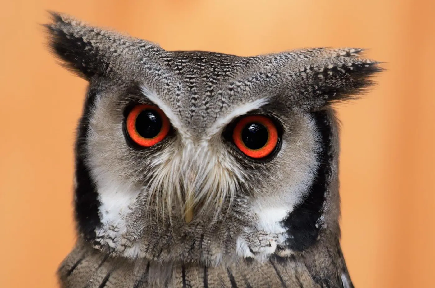 フクロウ類は一般的に人を避ける傾向が強く、人との接触はフクロウ類にとって大きなストレスになると考えられます。さらに、逃げ場のない状況によりストレスが悪化するとされています。