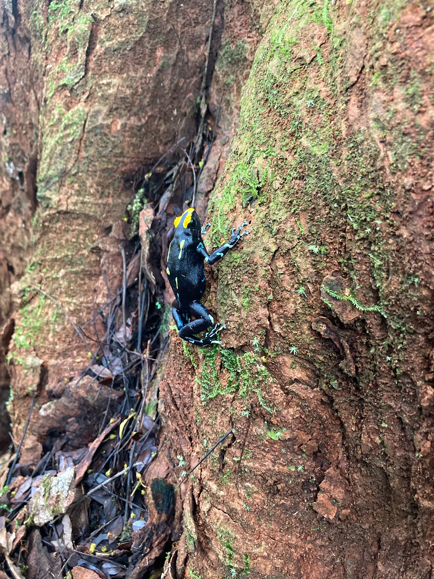 ヤドクガエルの1種