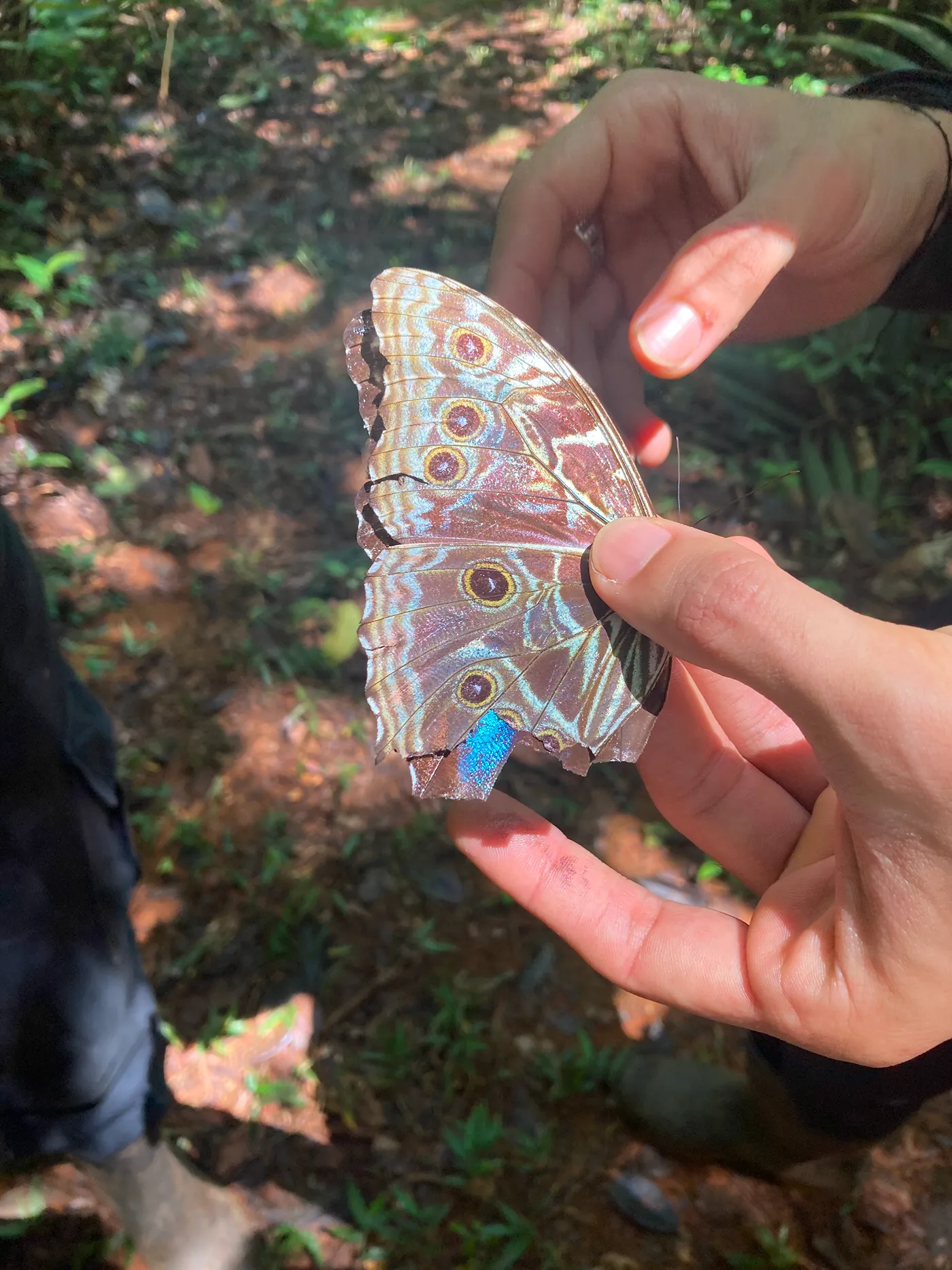 モルフォチョウの1種。ジャガーが棲む森は自然が豊かな証拠でもある。