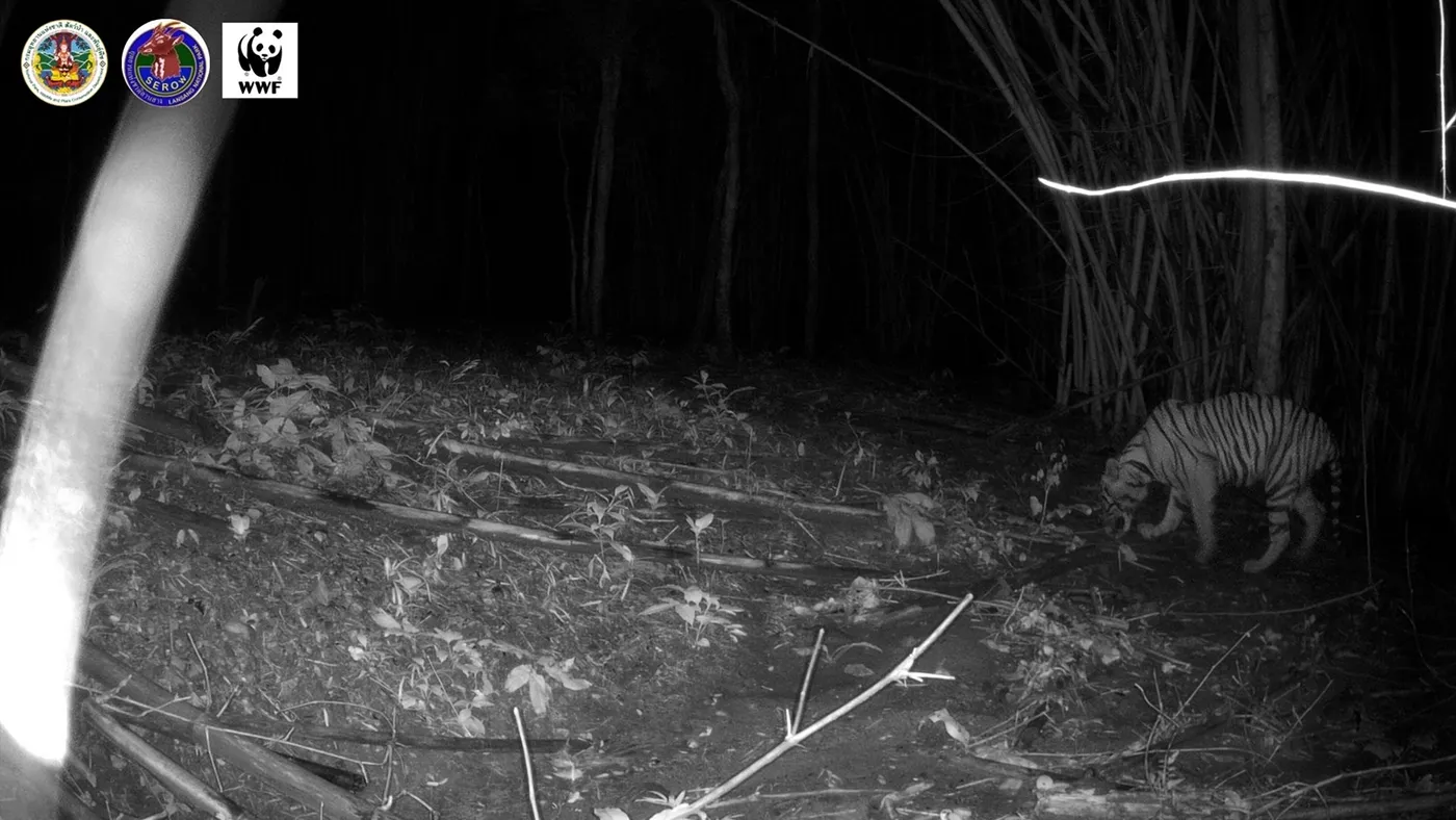 ランサン国立公園でとらえられたガンマの姿