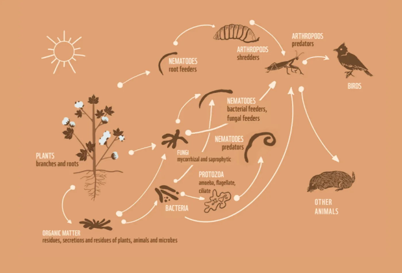 土壌食物網と栄養段階