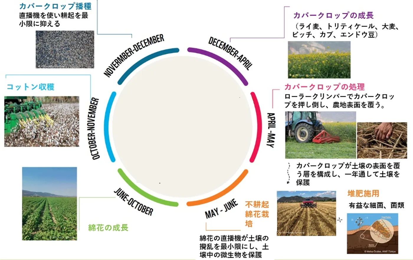 年間を通して現場で実施しているリジェネラティブ栽培のサイクルを示しています。