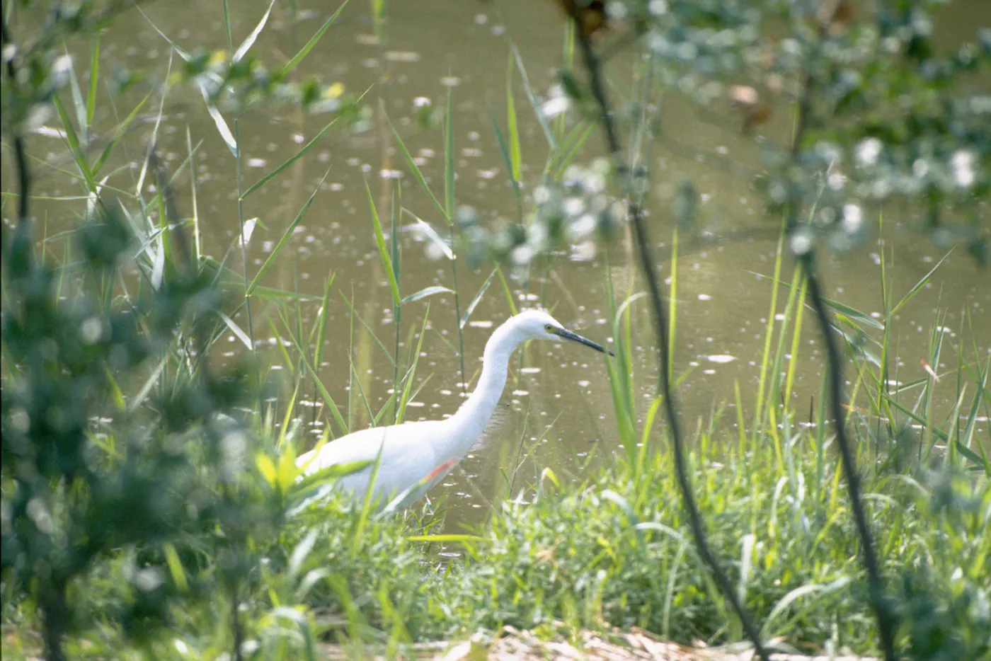 健全な水資源の母体である河川や湖沼などの淡水をめぐる生態系は、さまざまな自然の中でも特に深刻な危機にさらされています。