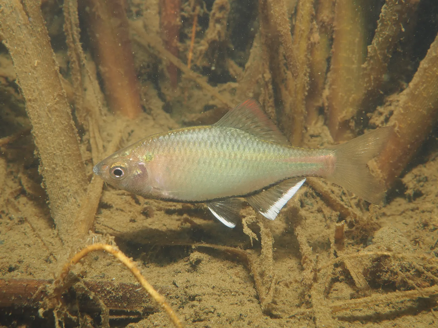 希少な淡水魚を守る：熊本県玉名市における1年間の活動報告 ｜WWFジャパン