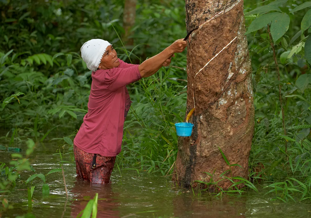 冠水した農園で作業するインドネシアの女性