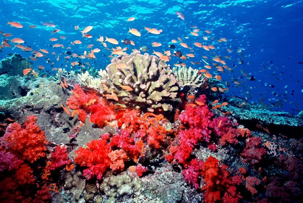 海水温の変化に敏感なサンゴは、全体の44%にあたる約390種が絶滅の危機に瀕しています（国際自然保護連合、2024年）