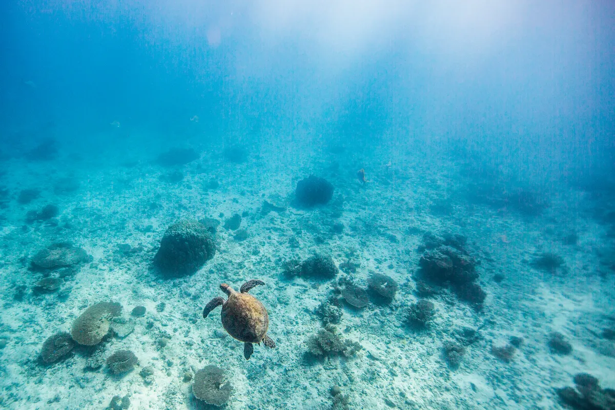 アオウミガメは、保護活動によって個体数が回復傾向にあります。2025年10月10日に公開された国際自然保護連合（IUCN）の最新レッドリストでは、絶滅危惧種の分類から外れました。