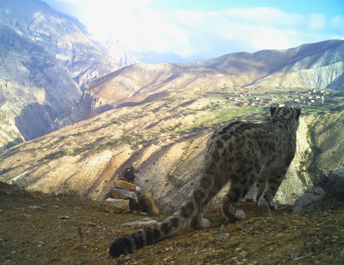 カメラトラップが捉えたユキヒョウの姿。一般にユキヒョウは、標高3,000～4,500mの場所を好みますが、今回の調査で、これまででもっと標高の高い5848mの地点でユキヒョウが確認されました。