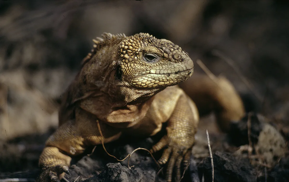 ガラパゴスリクイグアナ［Conolophus subcristatus、IUCNレッドリストVU］：CoP20で附属書Ⅱから附属書Ⅰに変更し、規制を強化する提案が採択された。ペットが主な脅威としての提案ではなかったものの、ペット利用による違法取引の懸念も指摘されている。