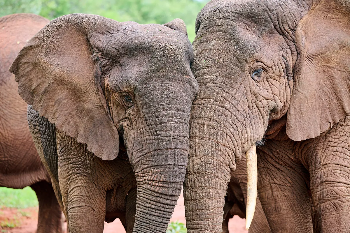 アフリカゾウ：2020年、IUCNでサバンナゾウ［Loxodonta africana、IUCNレッドリスト：EN］とマルミミゾウ［Loxodonta cyclotis、IUCNレッドリスト：CR］2種に分類が分けられた後、ワシントン条約での分類について議論されていたが、2種として分けることがCoP20で採択された。