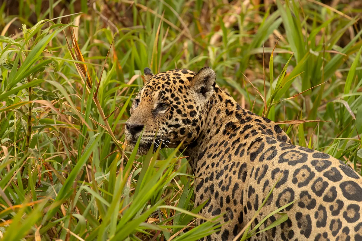 ジャガー［Panthera onca、IUCNレッドリスト：NT］：WWFジャパンがWWFブラジルと共に進めている活動では、ジャガーの生息状況の調査や、人との軋轢の課題解決に向けた取り組みをブラジル北部のアマパ州で実施している。
