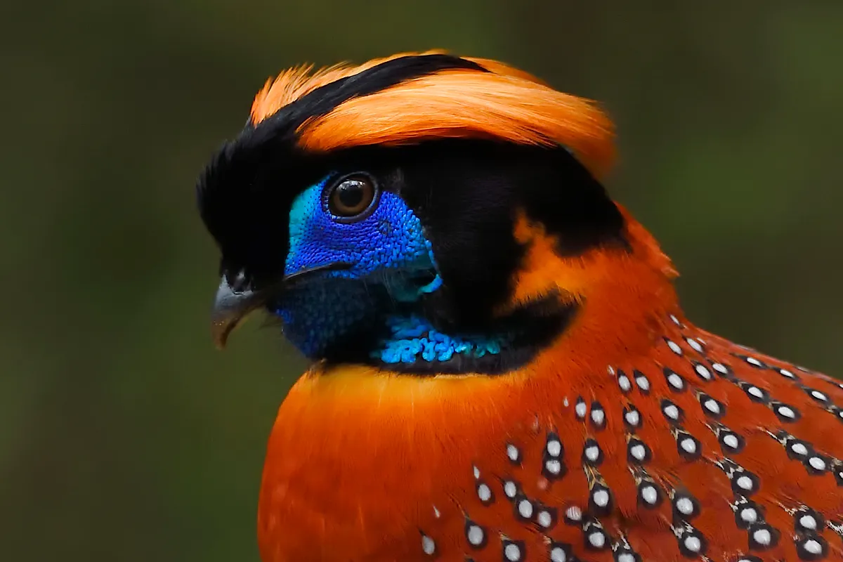 ベニジュケイはチベット南東部から中国、ベトナム北部 にかけて生息するキジ科の鳥。日本ではアニマルカフェでの利用が確認されている(韓国のホワイトリスト掲載種)。