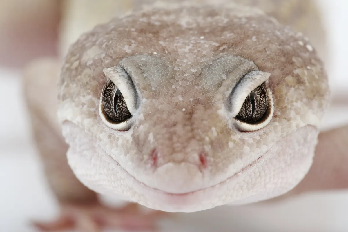 飼育下繁殖個体が多く流通するヒョウモントカゲモドキ(韓国のホワイトリスト掲載種)。