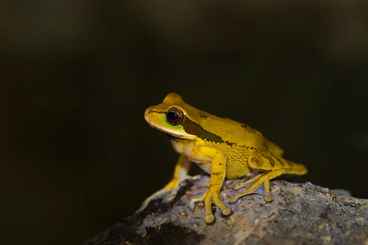 体色が空のような薄い青色に変化する特徴を持つウスグロノドツナギガエル(韓国のホワイトリスト掲載種)。