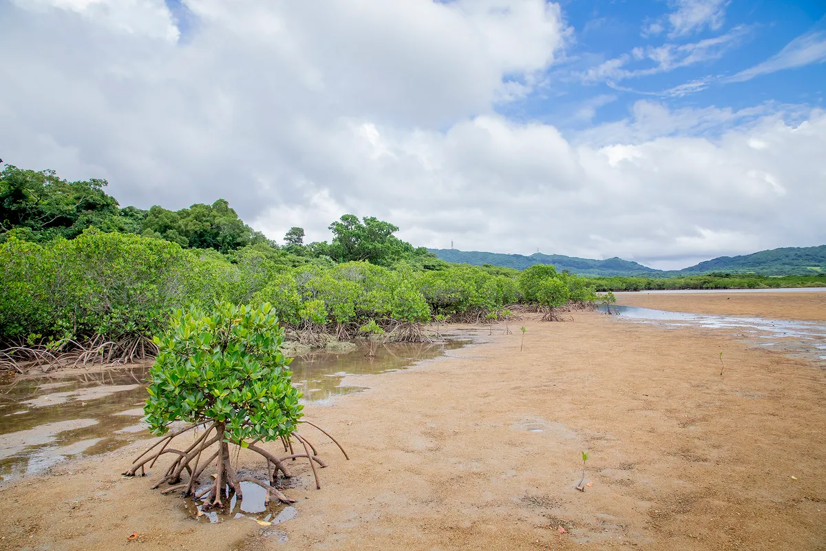 沖縄県石垣島にある名蔵アンパル。甲殻類をはじめとする生物相の多様性の価値が国際的に認められ、2005年11月にラムサール条約湿地に登録された。