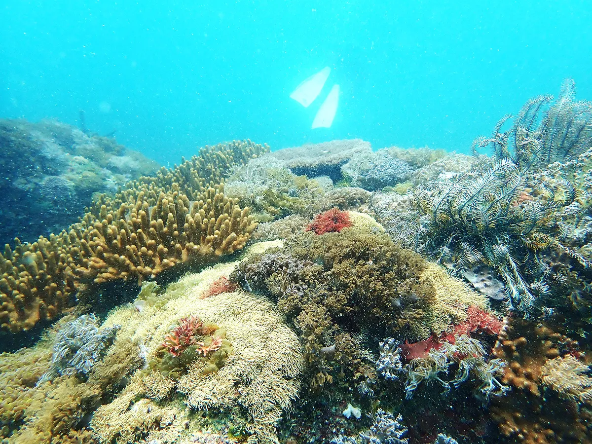 宮崎県の高緯度サンゴ群集、基礎資料公開 ｜WWFジャパン