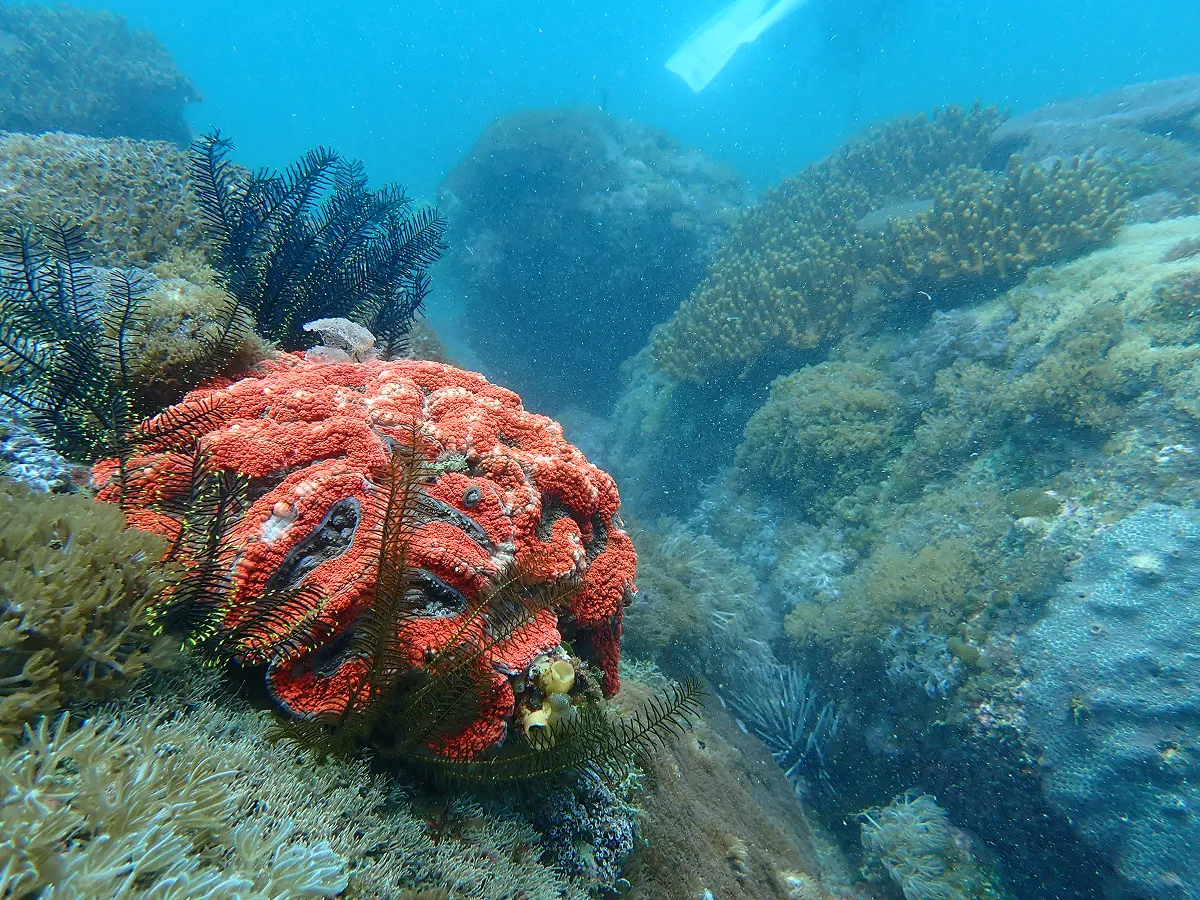 宮崎県日南市周辺の海中景観