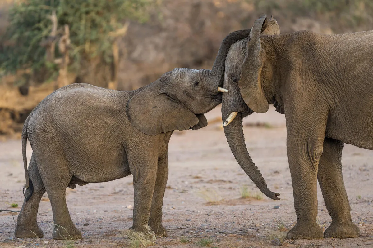 気候変動による干ばつによって、アフリカゾウの生息域が減少しています。詳細やご支援方法はこちらをご覧ください。 