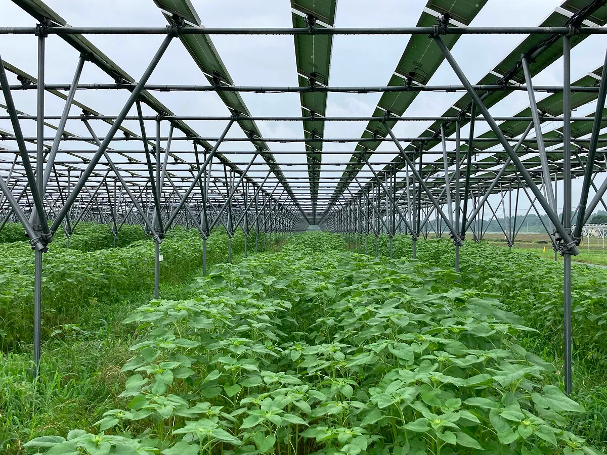 太陽光発電をしつつ、パネルの下で営農するソーラーシェアリングは、地域・自然との共生が図られた導入形態の1つです。