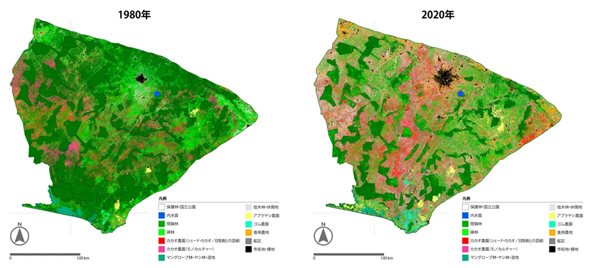カカオ森林ランドスケープにおける1980年時点をベースラインとした森林・カカオ農園面積推移、緑色が森林、ピンクと赤がカカオ農園（WWFジャパン2024）
