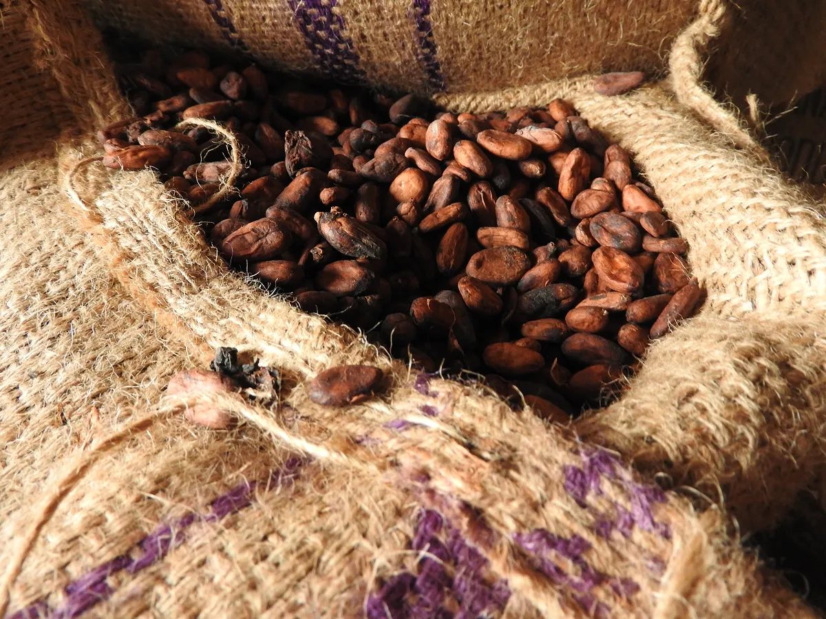 ガーナの仲買人の倉庫で一時保管されていたカカオ豆。