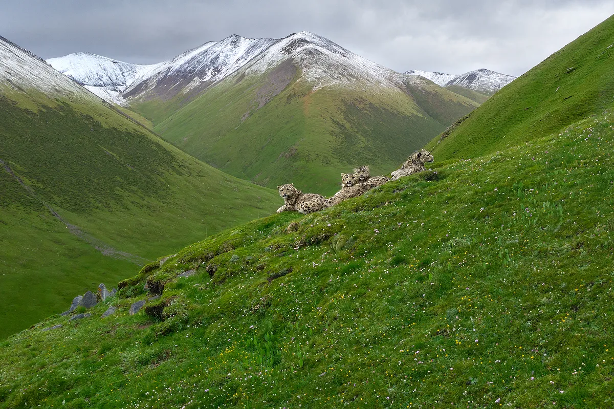 ユキヒョウは12カ国に生息しています。最も個体数が多い国、中国のユキヒョウの母子。山でこんな親子を見つけたら駆け寄りたくなる気持ちはわかりますが、ユキヒョウにとっては、大迷惑。遠くから、そっと見守りましょう。一般に子連れの野生動物(母親)は、わが子を守るために攻撃を含む防衛反応が強くなります。