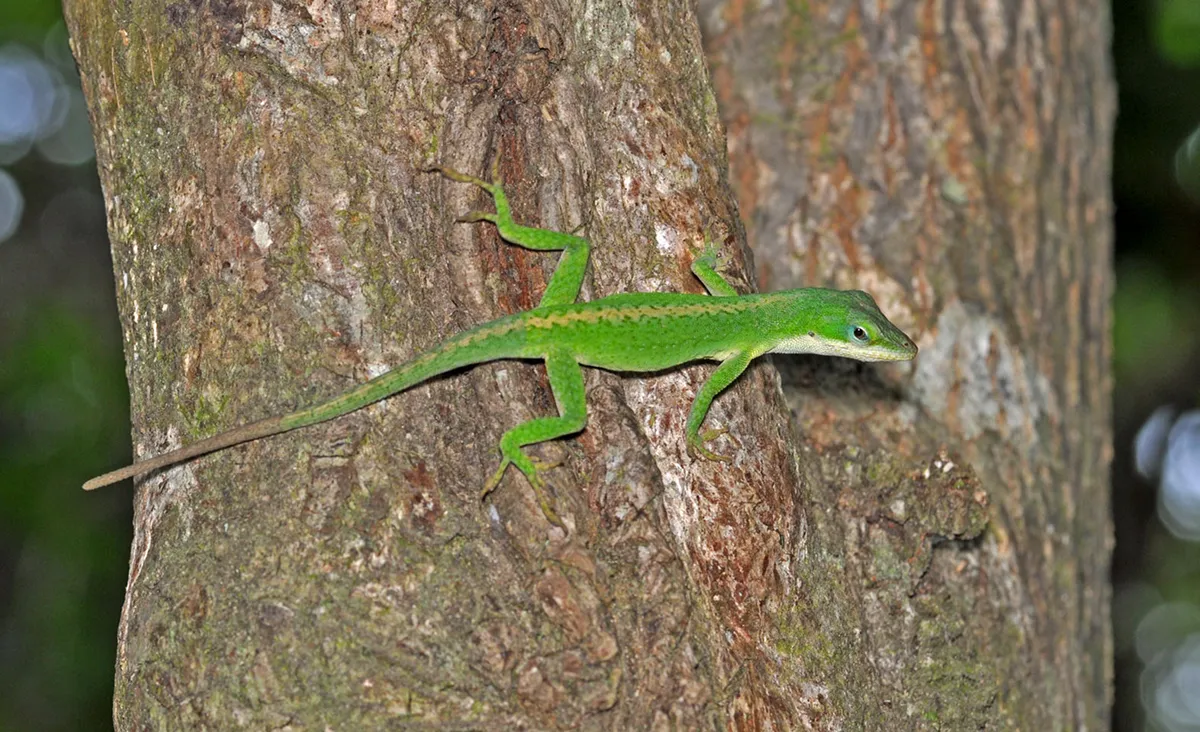 グリーンアノールAnolis carolinensis を含めたアノール属7種が特定外来生物に指定されている。これらの種の輸入・飼育・販売や譲渡などは禁止されている。