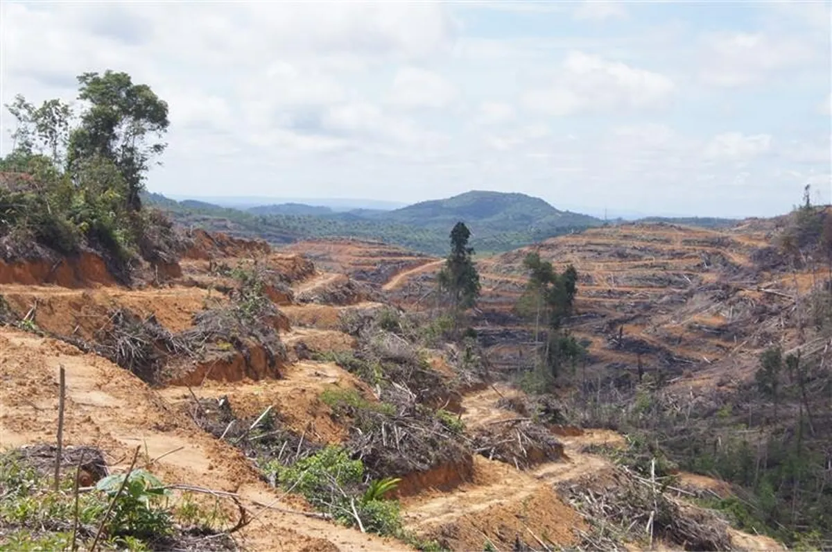 スラトラ島リアウ州。アブラヤシ（パーム油）農園のために切り開かれた熱帯雨林。こうした森林破壊は、国際的なサプライチェーンを通じて日本の消費とも無関係ではありません。