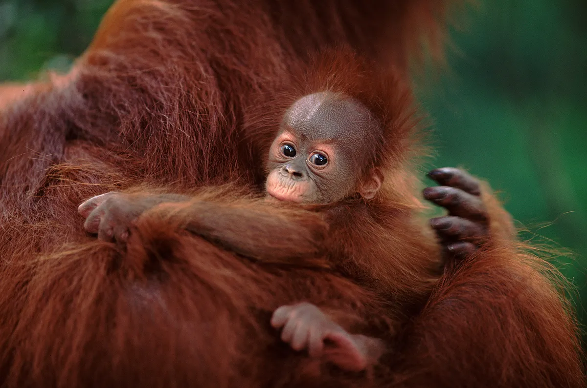 野生のオラウータンは、東南アジアのスマトラ島とボルネオ島の熱帯雨林にのみ生息しています。しかし、熱帯雨林が、アブラヤシや天然ゴムの農園に転換されることによって、生息地や食物を失い、絶滅の危機に瀕しています。