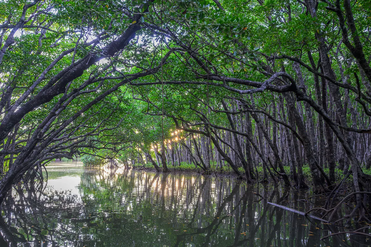 マングローブは高い炭素吸収・貯蔵能力を有しており、単位面積当たりの炭素貯蔵量は多くの陸上熱帯林を上回るとされています。そのため、マングローブが破壊されると、土壌に蓄積された炭素が放出され、大量の二酸化炭素が大気中に排出されます。