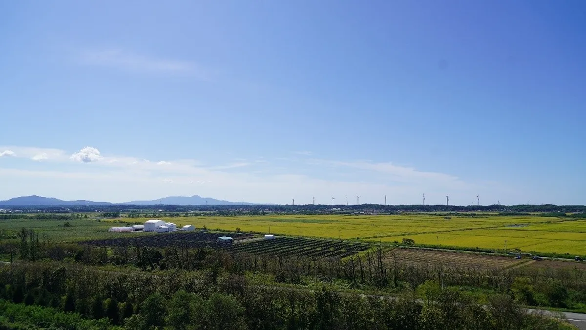 大潟村の広大な水田。その副産物を用いてバイオマス熱が作られます。