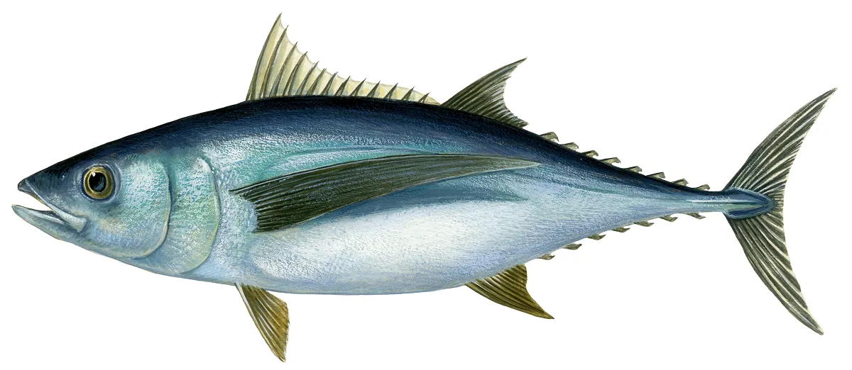 ビンナガ Albacore (Thunnus alalunga)