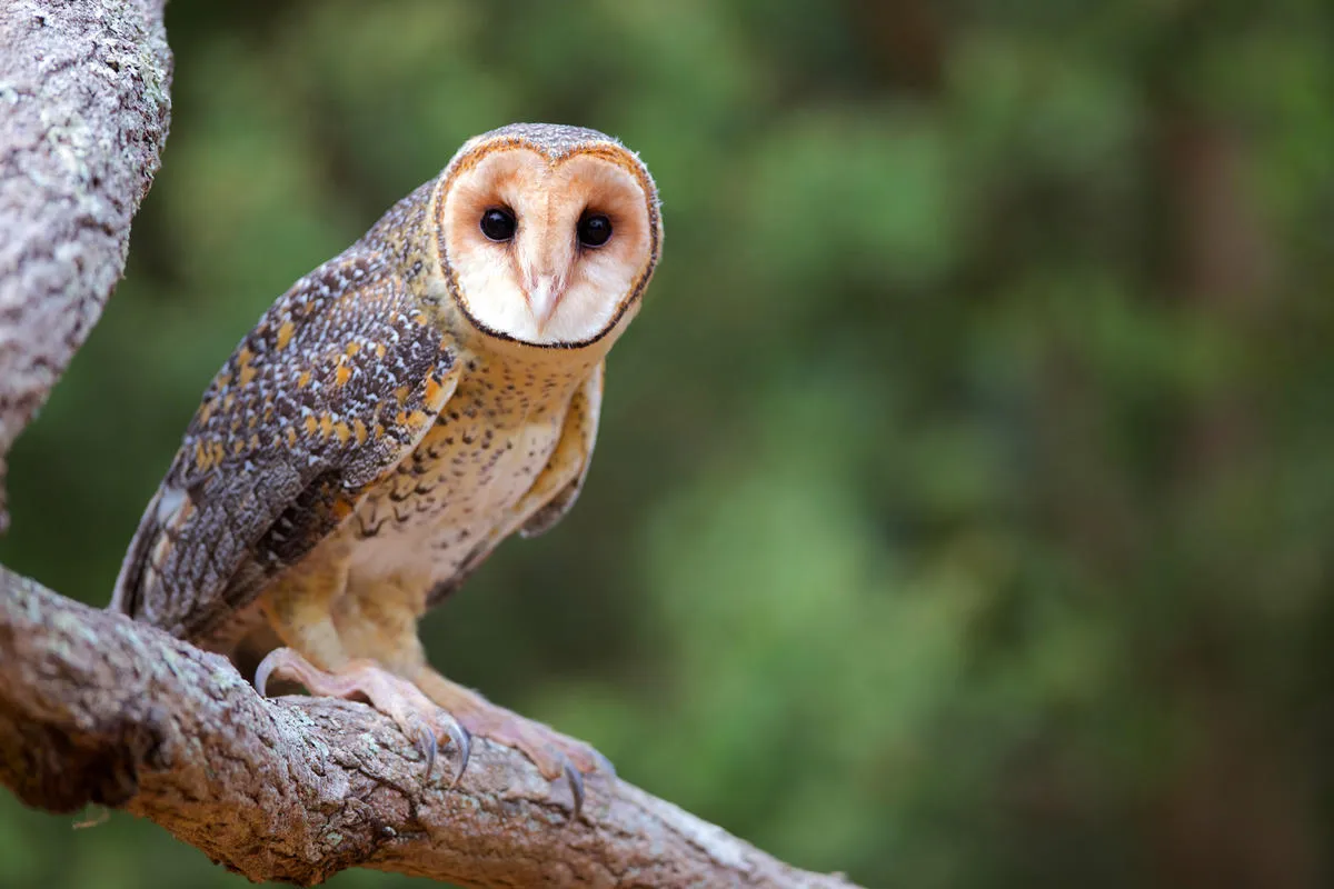 3月3日は「世界野生生物の日」 ｜WWFジャパン