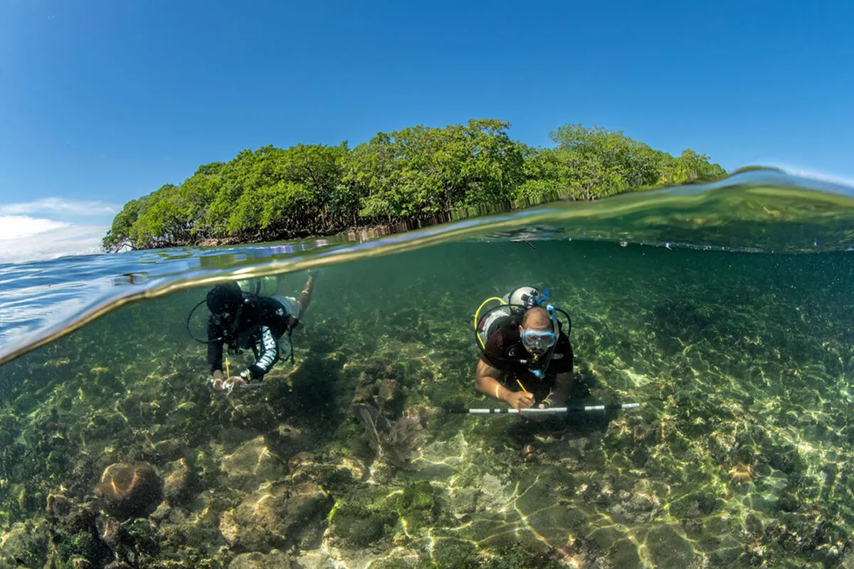   サンゴのモニタリング調査（ベリーズ）
