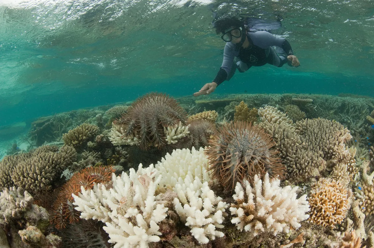 食害生物であるオニヒトデの駆除（マレーシア）