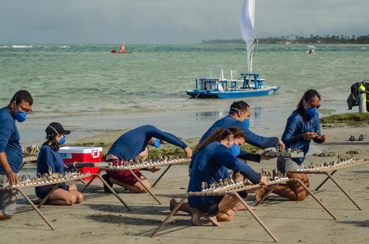 サンゴ礁の再生活動（ブラジル）